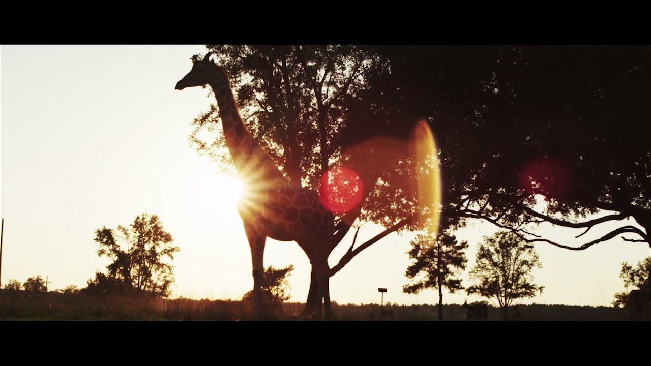 Passion Projects — Light in Motion Films